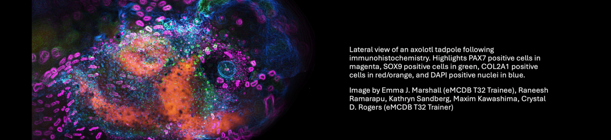 later view of axolotl embryo with immunostaining